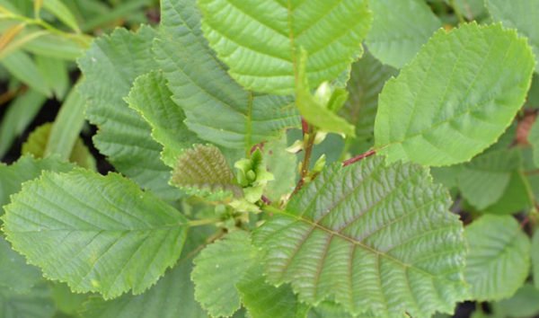 Glutinosa