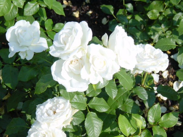 ANNAPURNA ® Dorblan