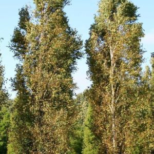 Pendula ‘Fastigiata’