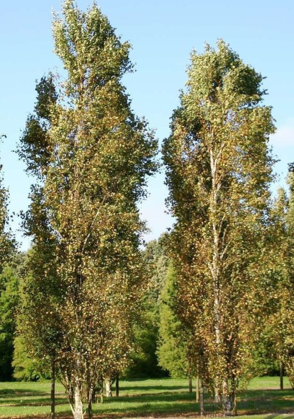 Pendula ‘Fastigiata’