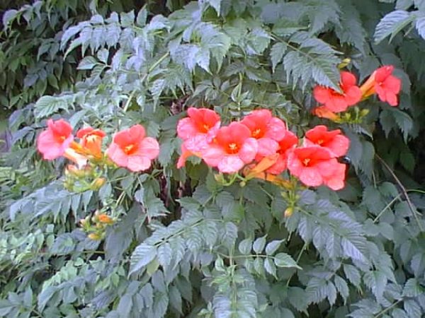 X tagliabuana 'Mme Galen'