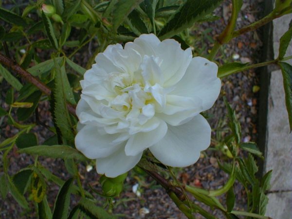 CANNABIFOLIA
