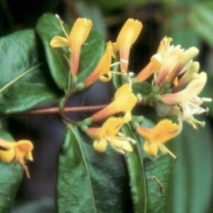 Henryi ‘Copper Beauty’