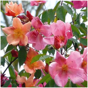 CHINANSIS Mutabilis