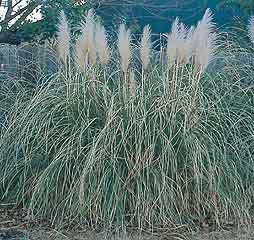 Selloana