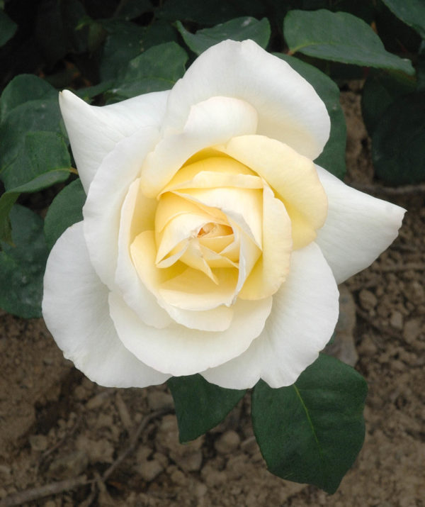 CROIX BLANCHE
