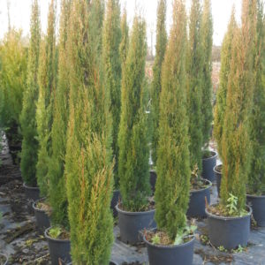 Sempervirens ‘Totem