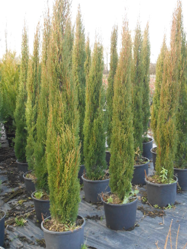 Sempervirens 'Totem