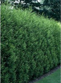 Leylandii ‘2001’