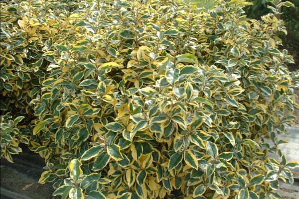 Gilt edge