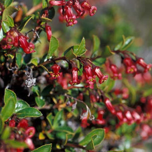 Rubra macrantha