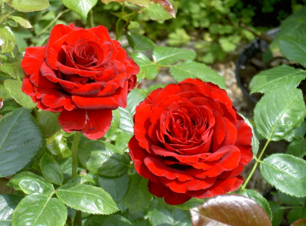 FRANCOISE GAUJARD ® Gaujard