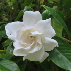 Grandiflora