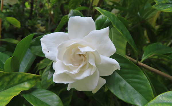 Grandiflora