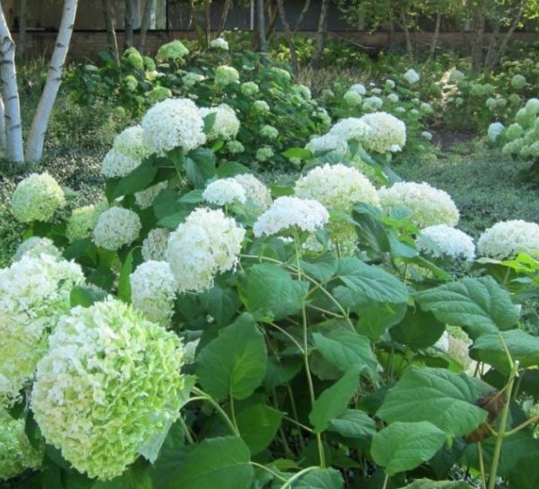 Arborescens 'Annabelle'