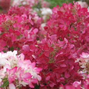 Paniculata ‘Diamant Rouge ‘