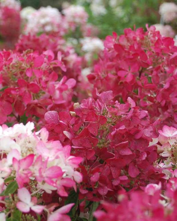 Paniculata 'Diamant Rouge '
