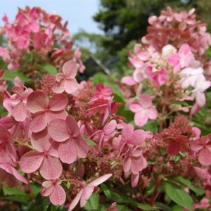 Paniculata ‘Early Sensation ‘