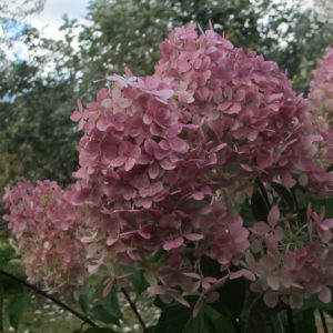 Paniculata ‘Phantom’