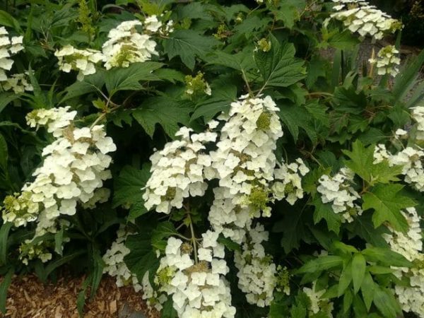 Quercifolia
