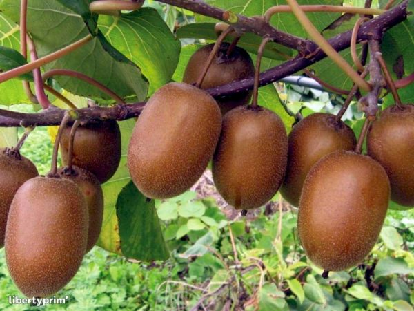 Deliciosa 'Hayward'