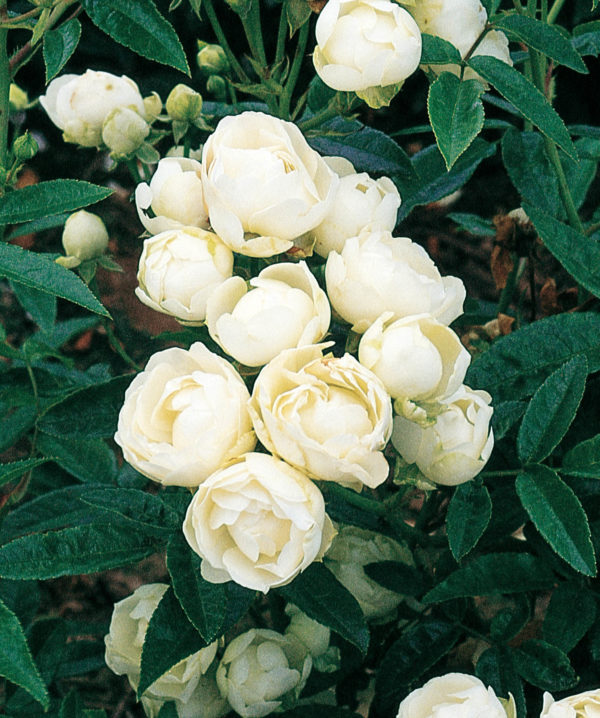 KOSTER BLANC