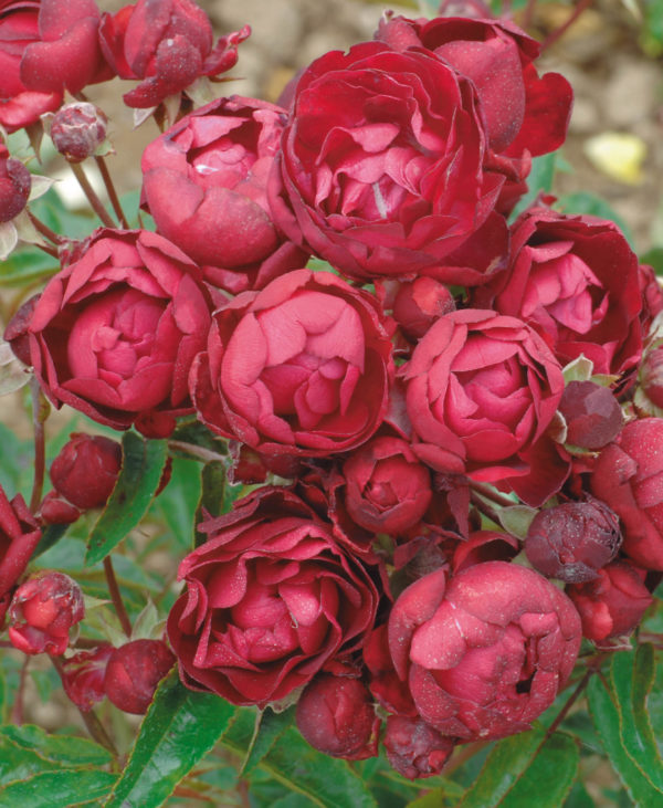 KOSTER BORDEAUX