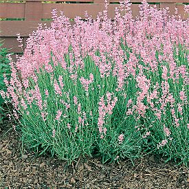 Angustifolia ‘Rosea’