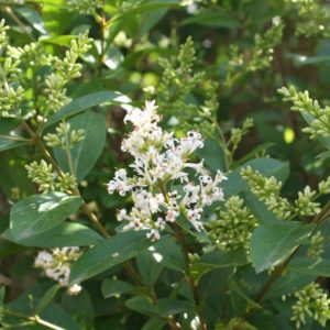 Ovalifolium