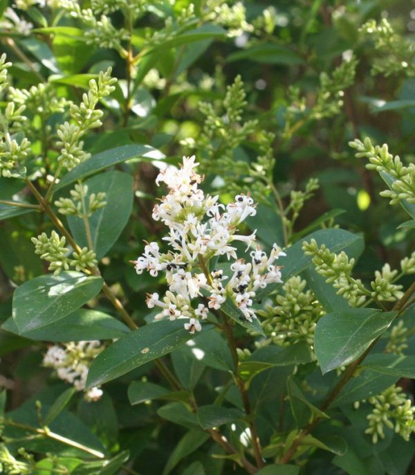 Ovalifolium