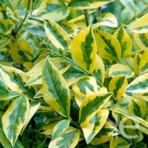 Ovalifolium ‘Aureum’