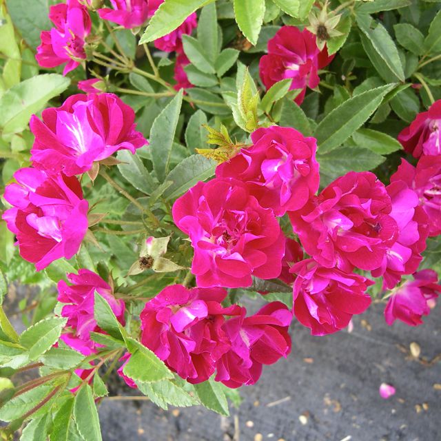 MERVEILLE DES ROUGES