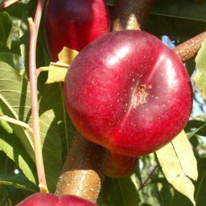 Nectarine Plate
