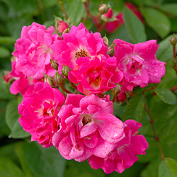 ORLEANS ROSE