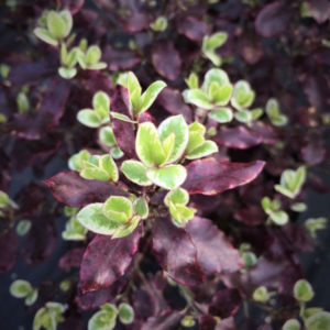 Tenuifolium ‘Bannow Bay’