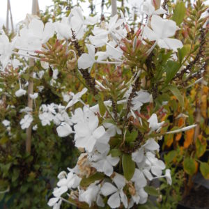 Plumbago White