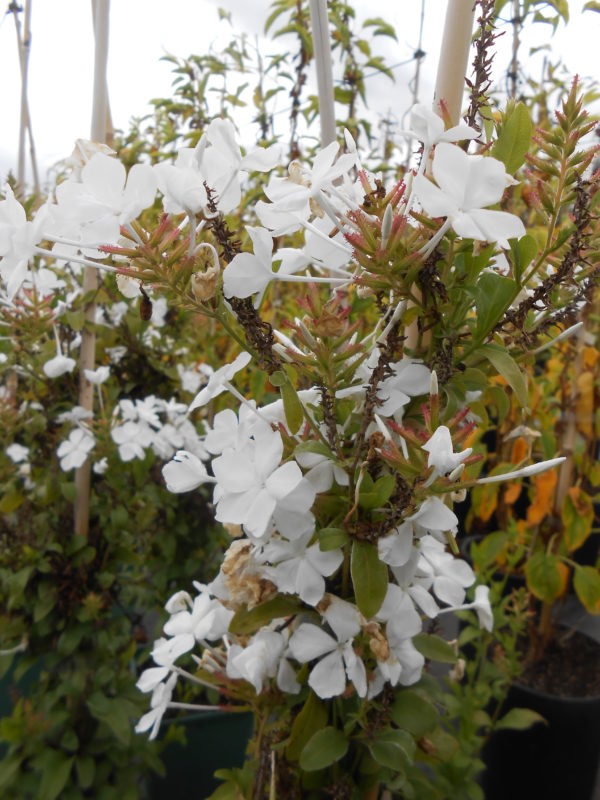 Plumbago White