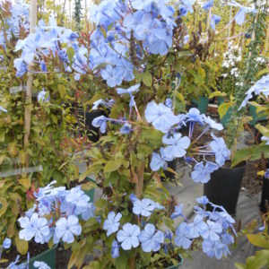 Plumbago Bleu foncé