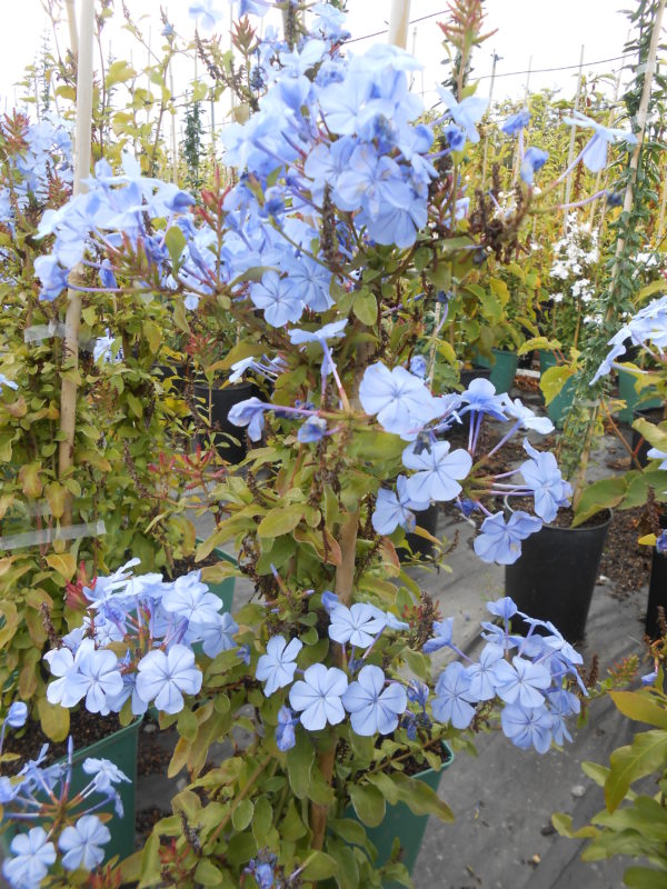 Plumbago Bleu foncé