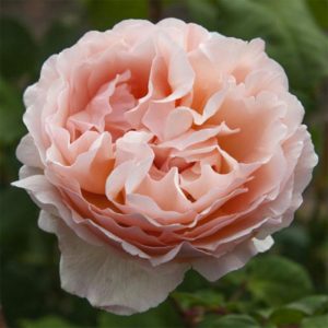 PRINCESSE CHARLENE DE MONACO ® Meydisouk