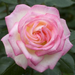 PRINCESSE DE MONACO ® Meinagarmic