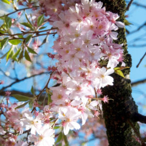 Subhirtella ‘Autumnalis Rosea’