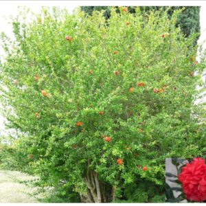 Pleniflora