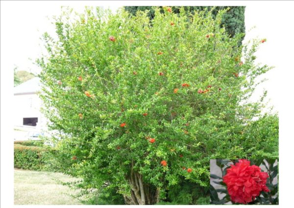 Pleniflora