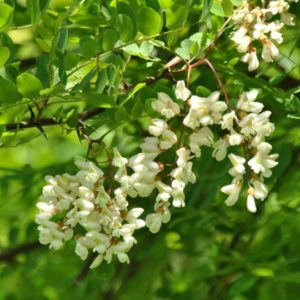 Pseudoacacia