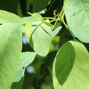 Pseudoacacia ‘Unifoliola’