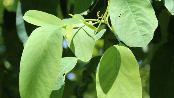 Pseudoacacia ‘Unifoliola’