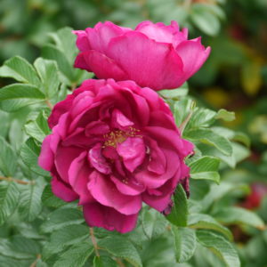 RUGOSA EMOTION