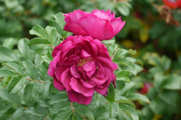 RUGOSA EMOTION
