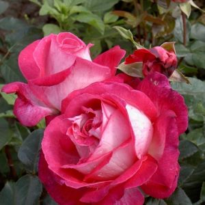 ROSE GAUJARD ® Gaumo